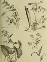An illustration from The universal herbal; or, botanical, medical, and agricultural dictionary / [Thomas Green]. (1828)