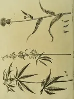 Picture 34 of 123 from The universal herbal; or, botanical, medical, and agricultural dictionary / [Thomas Green]. (1828), leaf 66