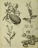 Picture 37 of 123 from The universal herbal; or, botanical, medical, and agricultural dictionary / [Thomas Green]. (1828), leaf 70