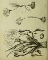 An illustration from The universal herbal; or, botanical, medical, and agricultural dictionary / [Thomas Green]. (1828)