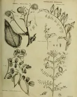 Picture 40 of 123 from The universal herbal; or, botanical, medical, and agricultural dictionary / [Thomas Green]. (1828), leaf 75
