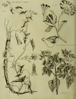 An illustration from The universal herbal; or, botanical, medical, and agricultural dictionary / [Thomas Green]. (1828)