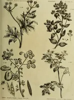 Picture 42 of 123 from The universal herbal; or, botanical, medical, and agricultural dictionary / [Thomas Green]. (1828), leaf 79