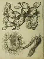 Picture 43 of 123 from The universal herbal; or, botanical, medical, and agricultural dictionary / [Thomas Green]. (1828), leaf 82
