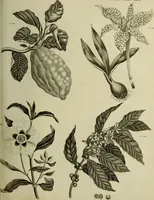 Picture 44 of 123 from The universal herbal; or, botanical, medical, and agricultural dictionary / [Thomas Green]. (1828), leaf 83