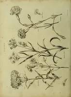 An illustration from The universal herbal; or, botanical, medical, and agricultural dictionary / [Thomas Green]. (1828)