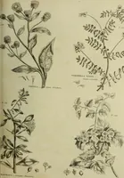 An illustration from The universal herbal; or, botanical, medical, and agricultural dictionary / [Thomas Green]. (1828)