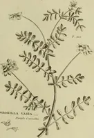 Picture 47 of 123 from The universal herbal; or, botanical, medical, and agricultural dictionary / [Thomas Green]. (1828), leaf 87