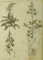 Picture 48 of 123 from The universal herbal; or, botanical, medical, and agricultural dictionary / [Thomas Green]. (1828), leaf 90