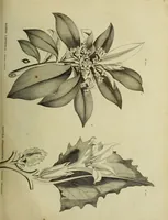 Picture 49 of 123 from The universal herbal; or, botanical, medical, and agricultural dictionary / [Thomas Green]. (1828), leaf 91