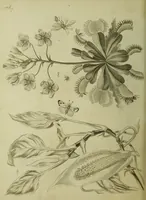 Picture 50 of 123 from The universal herbal; or, botanical, medical, and agricultural dictionary / [Thomas Green]. (1828), leaf 94