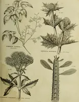 An illustration from The universal herbal; or, botanical, medical, and agricultural dictionary / [Thomas Green]. (1828)