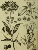 An illustration from The universal herbal; or, botanical, medical, and agricultural dictionary / [Thomas Green]. (1828)