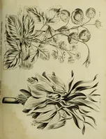 An illustration from The universal herbal; or, botanical, medical, and agricultural dictionary / [Thomas Green]. (1828)