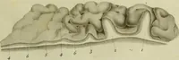 An illustration from Recherches sur le système nerveux en général, et sur celui du cerveau en particulier; mémoire présenté à l'Institut de France, le 14 mars 1808; suivi d'observations sur le rapport qui en a été faite à cette compagnie par ses commissaires / Par F.J. Gall et G. Spurzheim. (1809)