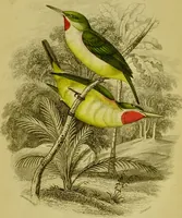 An illustration from The natural arrangement and relations of the family of flycatchers, or muscicapidae / Illustrated by thirty-three coloured plates, with portrait and memoir of Baron Haller. (1838)