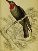 An illustration from The natural arrangement and relations of the family of flycatchers, or muscicapidae / Illustrated by thirty-three coloured plates, with portrait and memoir of Baron Haller. (1838)