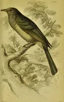 An illustration from The natural arrangement and relations of the family of flycatchers, or muscicapidae / Illustrated by thirty-three coloured plates, with portrait and memoir of Baron Haller. (1838)