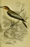 An illustration from The natural arrangement and relations of the family of flycatchers, or muscicapidae / Illustrated by thirty-three coloured plates, with portrait and memoir of Baron Haller. (1838)