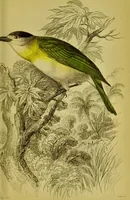 An illustration from The natural arrangement and relations of the family of flycatchers, or muscicapidae / Illustrated by thirty-three coloured plates, with portrait and memoir of Baron Haller. (1838)
