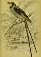 An illustration from The natural arrangement and relations of the family of flycatchers, or muscicapidae / Illustrated by thirty-three coloured plates, with portrait and memoir of Baron Haller. (1838)