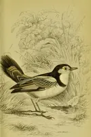 An illustration from The natural arrangement and relations of the family of flycatchers, or muscicapidae / Illustrated by thirty-three coloured plates, with portrait and memoir of Baron Haller. (1838)
