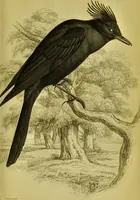 An illustration from The natural arrangement and relations of the family of flycatchers, or muscicapidae / Illustrated by thirty-three coloured plates, with portrait and memoir of Baron Haller. (1838)