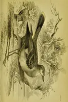 An illustration from The natural arrangement and relations of the family of flycatchers, or muscicapidae / Illustrated by thirty-three coloured plates, with portrait and memoir of Baron Haller. (1838)