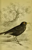 An illustration from The natural arrangement and relations of the family of flycatchers, or muscicapidae / Illustrated by thirty-three coloured plates, with portrait and memoir of Baron Haller. (1838)