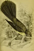 An illustration from The natural arrangement and relations of the family of flycatchers, or muscicapidae / Illustrated by thirty-three coloured plates, with portrait and memoir of Baron Haller. (1838)