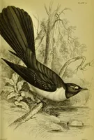An illustration from The natural arrangement and relations of the family of flycatchers, or muscicapidae / Illustrated by thirty-three coloured plates, with portrait and memoir of Baron Haller. (1838)