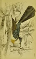 An illustration from The natural arrangement and relations of the family of flycatchers, or muscicapidae / Illustrated by thirty-three coloured plates, with portrait and memoir of Baron Haller. (1838)