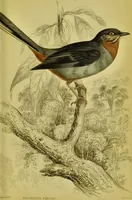 An illustration from The natural arrangement and relations of the family of flycatchers, or muscicapidae / Illustrated by thirty-three coloured plates, with portrait and memoir of Baron Haller. (1838)