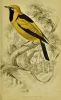 An illustration from The natural arrangement and relations of the family of flycatchers, or muscicapidae / Illustrated by thirty-three coloured plates, with portrait and memoir of Baron Haller. (1838)