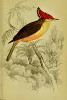 An illustration from The natural arrangement and relations of the family of flycatchers, or muscicapidae / Illustrated by thirty-three coloured plates, with portrait and memoir of Baron Haller. (1838)