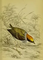 An illustration from The natural arrangement and relations of the family of flycatchers, or muscicapidae / Illustrated by thirty-three coloured plates, with portrait and memoir of Baron Haller. (1838)