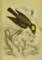 An illustration from The natural arrangement and relations of the family of flycatchers, or muscicapidae / Illustrated by thirty-three coloured plates, with portrait and memoir of Baron Haller. (1838)