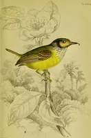 An illustration from The natural arrangement and relations of the family of flycatchers, or muscicapidae / Illustrated by thirty-three coloured plates, with portrait and memoir of Baron Haller. (1838)