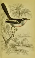 An illustration from The natural arrangement and relations of the family of flycatchers, or muscicapidae / Illustrated by thirty-three coloured plates, with portrait and memoir of Baron Haller. (1838)