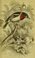 An illustration from The natural arrangement and relations of the family of flycatchers, or muscicapidae / Illustrated by thirty-three coloured plates, with portrait and memoir of Baron Haller. (1838)