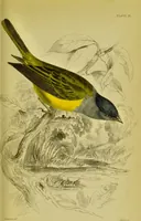 An illustration from The natural arrangement and relations of the family of flycatchers, or muscicapidae / Illustrated by thirty-three coloured plates, with portrait and memoir of Baron Haller. (1838)