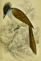 An illustration from The natural arrangement and relations of the family of flycatchers, or muscicapidae / Illustrated by thirty-three coloured plates, with portrait and memoir of Baron Haller. (1838)