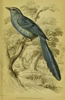 An illustration from The natural arrangement and relations of the family of flycatchers, or muscicapidae / Illustrated by thirty-three coloured plates, with portrait and memoir of Baron Haller. (1838)