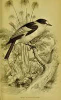 Picture 30 of 35 from The natural arrangement and relations of the family of flycatchers, or muscicapidae / Illustrated by thirty-three coloured plates, with portrait and memoir of Baron Haller. (1838), leaf 371