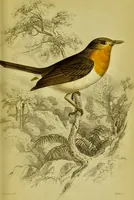 An illustration from The natural arrangement and relations of the family of flycatchers, or muscicapidae / Illustrated by thirty-three coloured plates, with portrait and memoir of Baron Haller. (1838)
