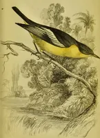 An illustration from The natural arrangement and relations of the family of flycatchers, or muscicapidae / Illustrated by thirty-three coloured plates, with portrait and memoir of Baron Haller. (1838)