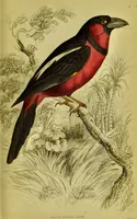 An illustration from The natural arrangement and relations of the family of flycatchers, or muscicapidae / Illustrated by thirty-three coloured plates, with portrait and memoir of Baron Haller. (1838)