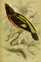 An illustration from The natural arrangement and relations of the family of flycatchers, or muscicapidae / Illustrated by thirty-three coloured plates, with portrait and memoir of Baron Haller. (1838)