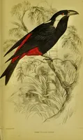 An illustration from The natural arrangement and relations of the family of flycatchers, or muscicapidae / Illustrated by thirty-three coloured plates, with portrait and memoir of Baron Haller. (1838)