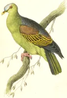 Picture 3 of 29 from The natural history of pigeons / Illustrated by thirty-two plates, coloured, and numerous woodcuts. With memoir of Pliny by Andrew Crichton. (1835), leaf 103